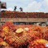 ekspor kelapa sawit
